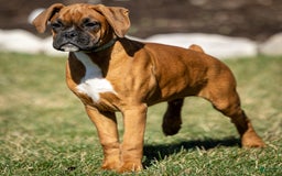Boxer dogs for sale: Bear - Image 12