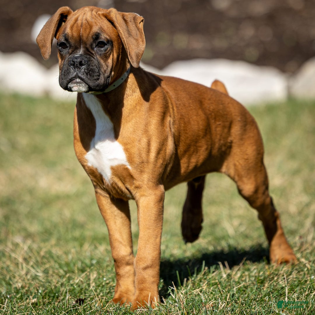Boxer dogs for sale: Bear - Image 12