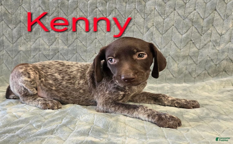 German Shorthaired Pointer dogs for sale - Ad 5
