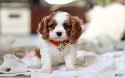 Cavalier King Charles Spaniel dogs for sale: Shiloh - Image 1