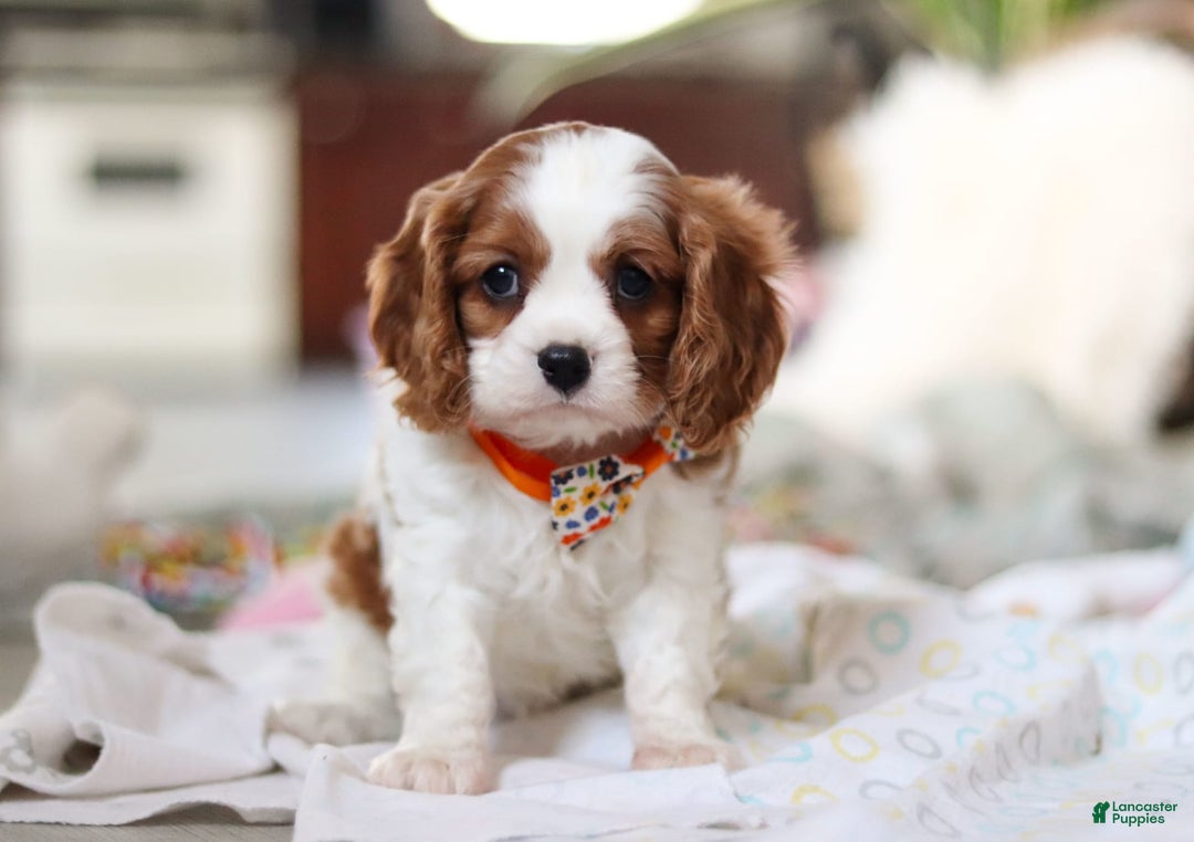 Cavalier King Charles Spaniel dogs for sale: Shiloh - Image 1