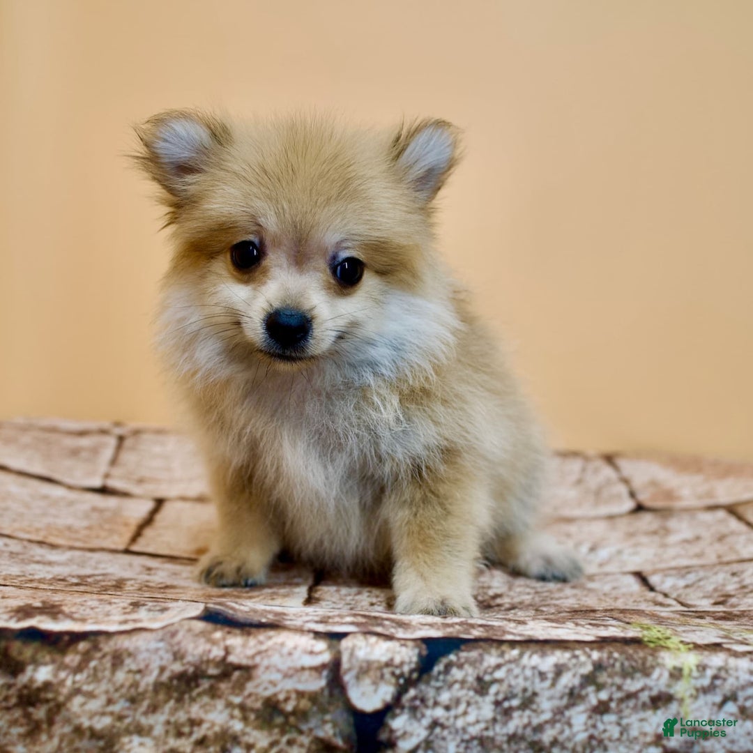 Pomeranian dogs for sale: Desiree - Image 10