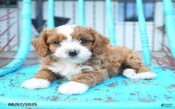 Cavapoo dogs for sale: Aspen - Image 5