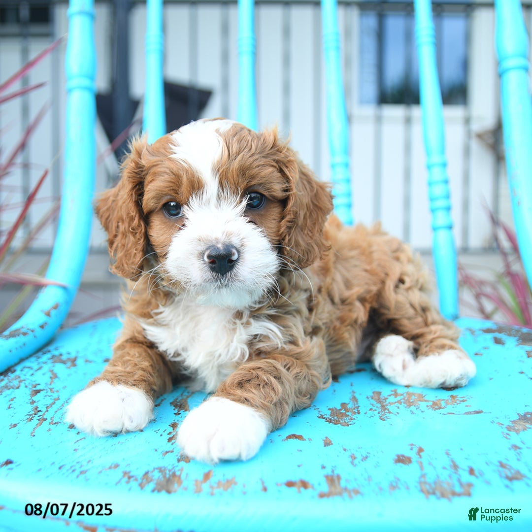 Cavapoo dogs for sale: Aspen - Image 5