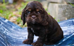 Cocker Spaniel dogs for sale: Dane - Image 12