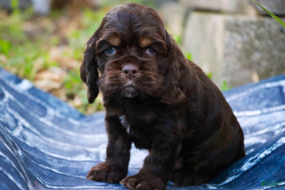 Cocker Spaniel dogs for sale: Dane - Image 12