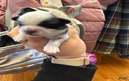 Shih Tzu dogs for sale: Stella Pups - Image 6