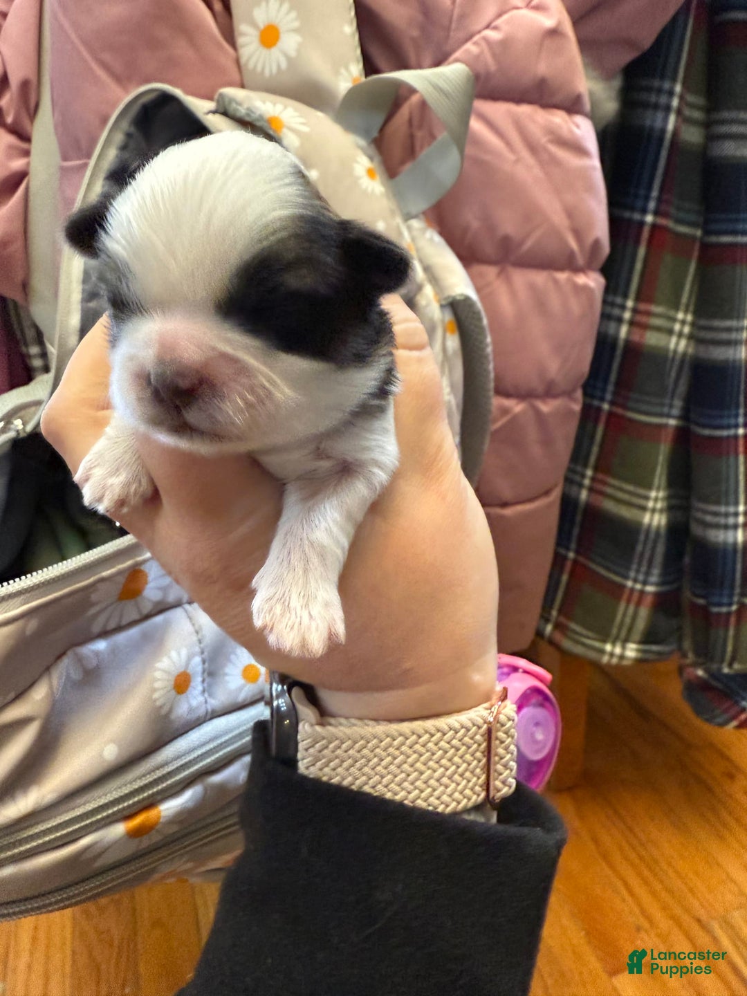 Shih Tzu dogs for sale: Stella Pups - Image 6