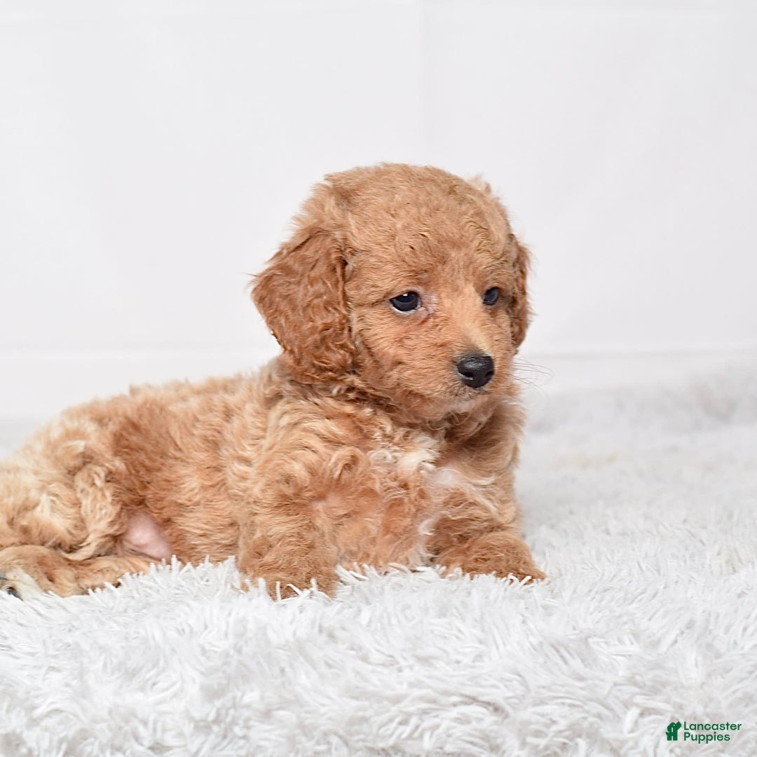 Mini Goldendoodle dogs for sale: Petite Ms. Nadia - Image 2