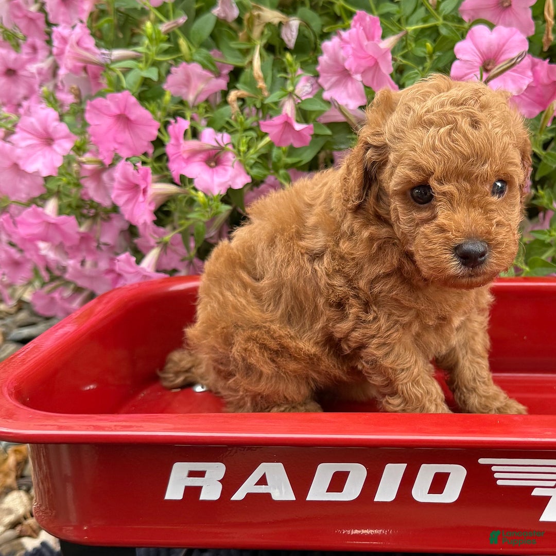 Toy Poodle dogs for sale: Beau - Image 5
