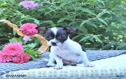 Chihuahua dogs for sale: Zimmer - Image 10