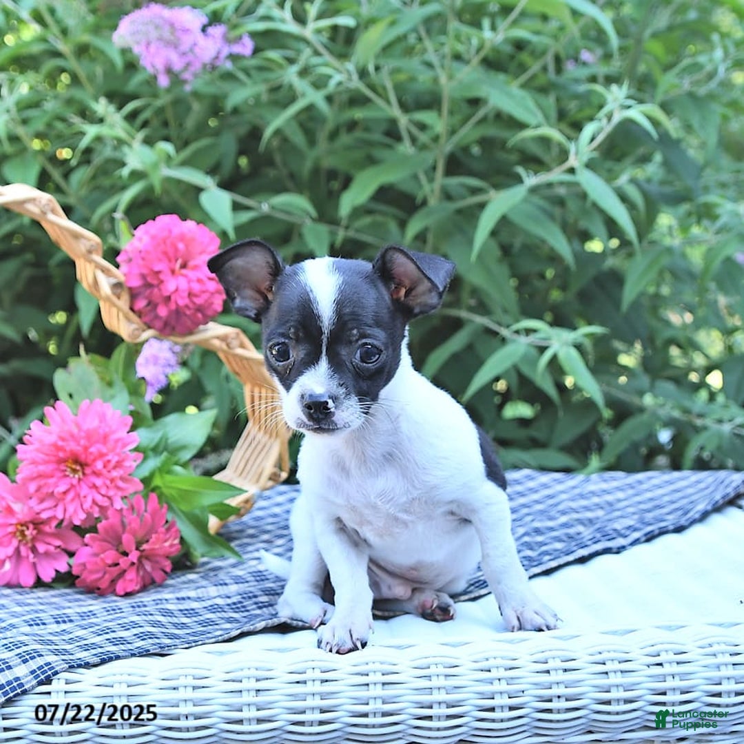 Chihuahua dogs for sale: Zimmer - Image 10