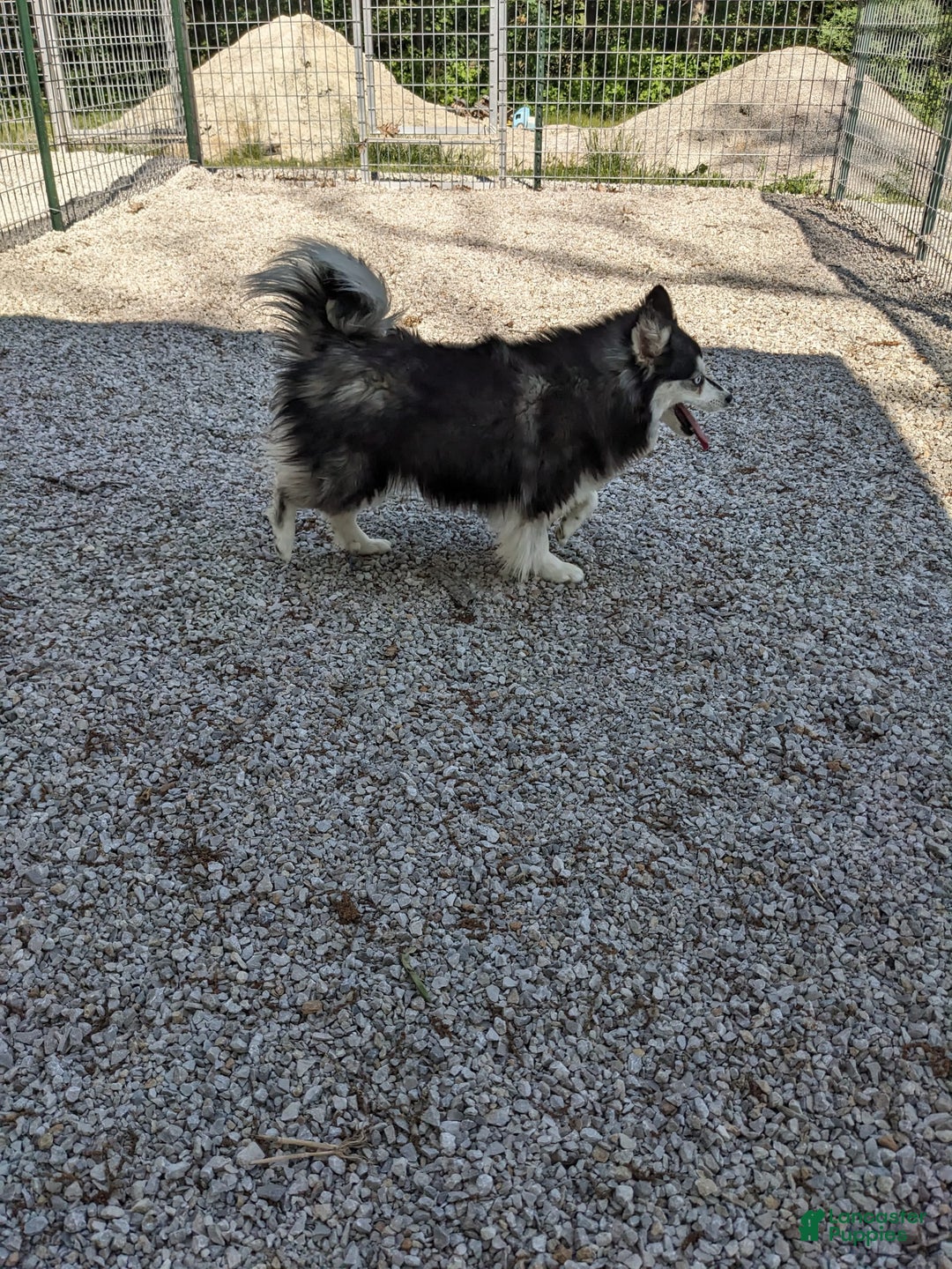 Alaskan Klee Kai dogs for sale: Lexi - Image 4