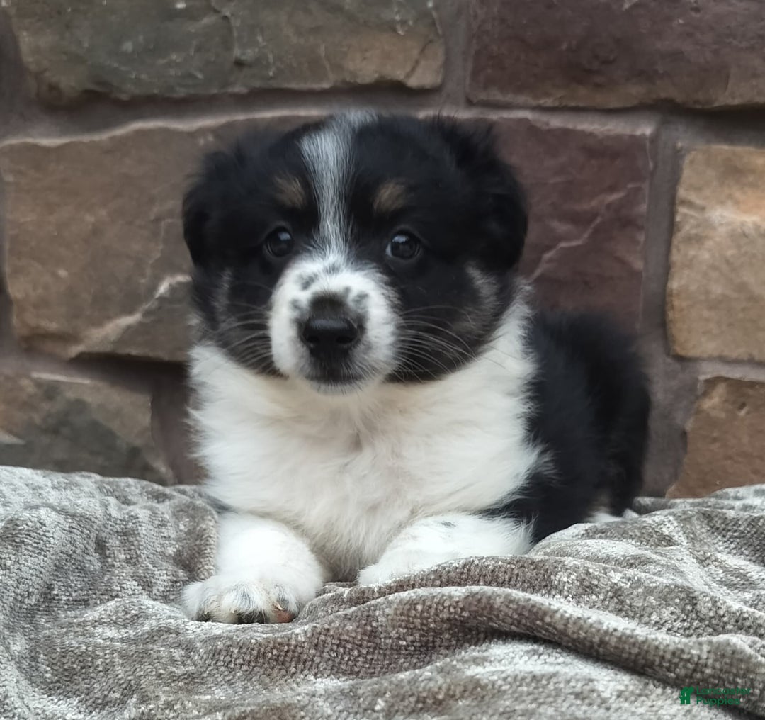 Miniature Australian Shepherd dogs for sale: Maggie - Image 4