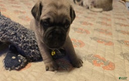 Pug dogs for sale: Davy - Image 12