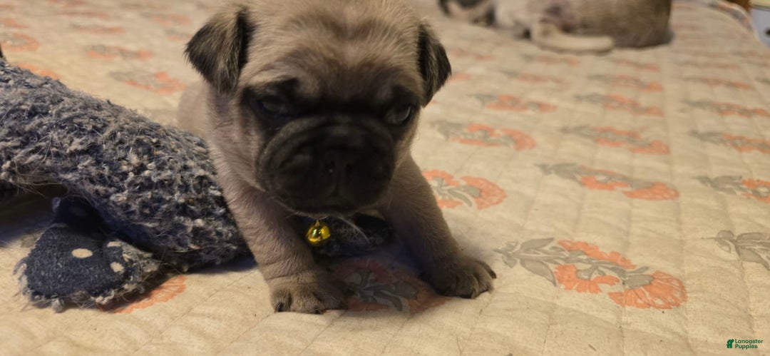 Pug dogs for sale: Davy - Image 12