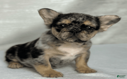 French Bulldog dogs for sale: Kingston - Image 4