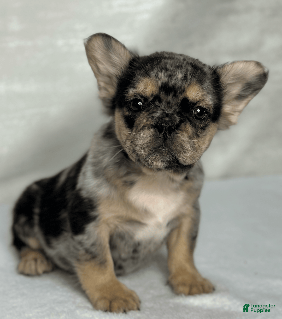 French Bulldog dogs for sale: Kingston - Image 4