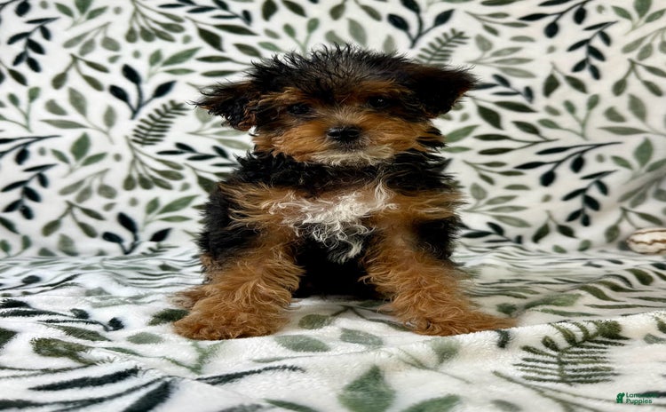 Yorkiepoo dogs - Advert 4