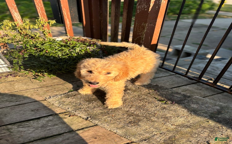 Goldendoodle dogs for sale - Ad 4