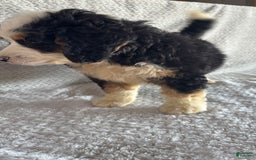 Mini Bernedoodle dogs for sale: Marshall - Image 5