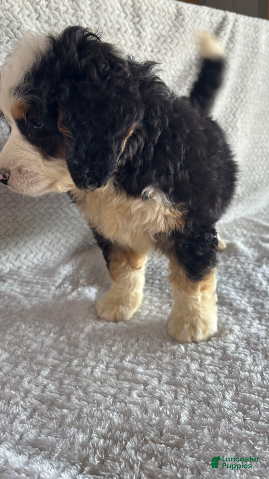 Mini Bernedoodle dogs for sale: Marshall - Image 5