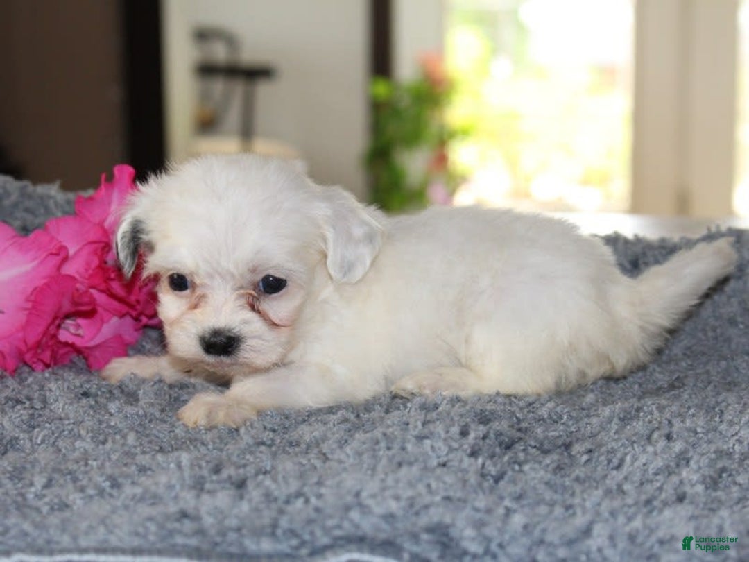 Teddy Bear dogs for sale: Polly - Image 4