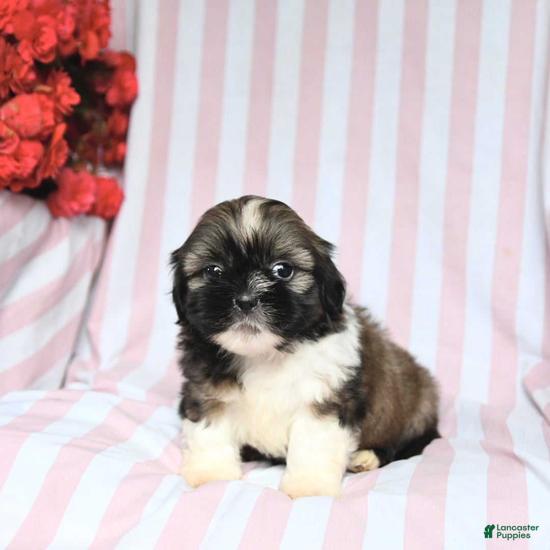 Shih Tzu dogs for sale: Bandit - Image 2