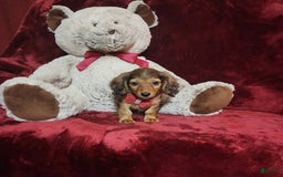 Miniature Dachshund dogs for sale: Josie - Image 9