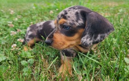 Miniature Dachshund dogs for sale: Denver - Image 3