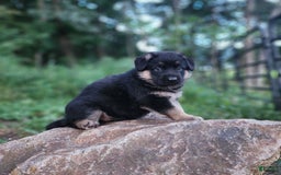 German Shepherd dogs for sale: Kira - Image 2