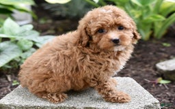 Miniature Poodle dogs for sale: Lucy - Image 2
