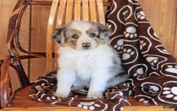 Miniature Australian Shepherd dogs for sale: Teddy - Image 5