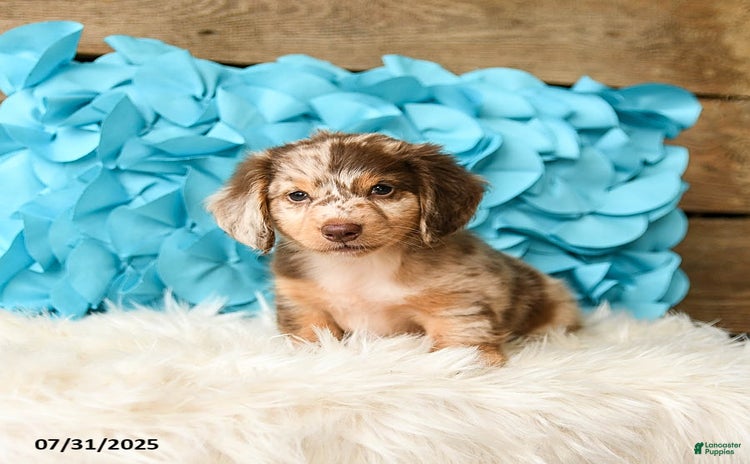 Miniature Dachshund dogs for sale - Ad 3