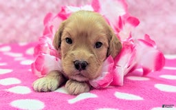 Cockapoo dogs for sale: Lydia - Image 8