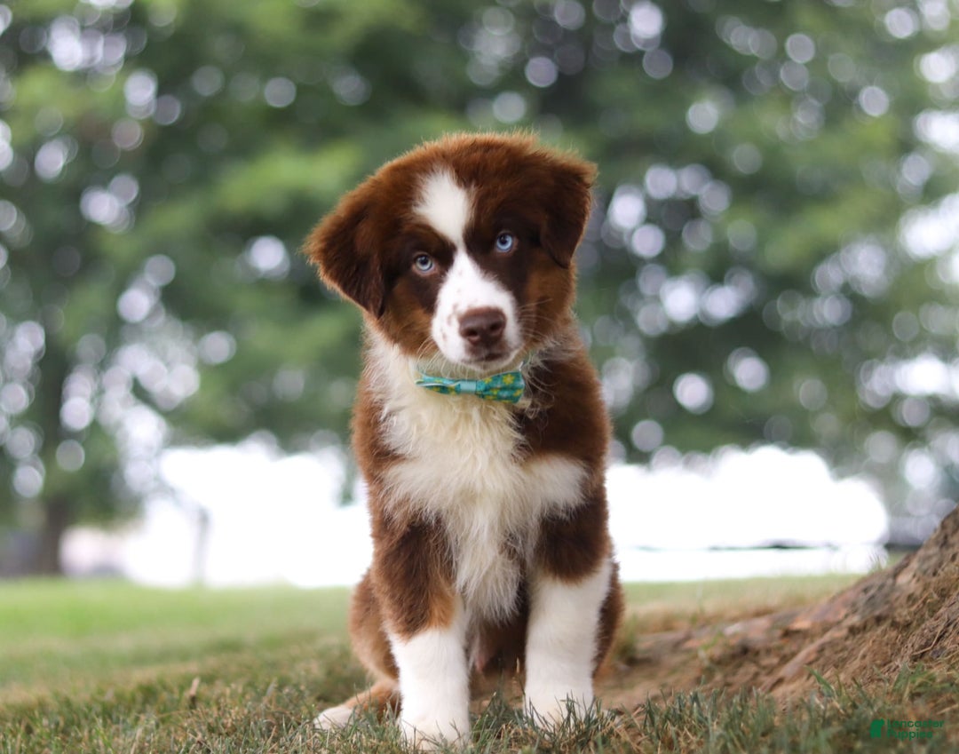 Australian Shepherd dogs for sale: Snorkel - Image 2