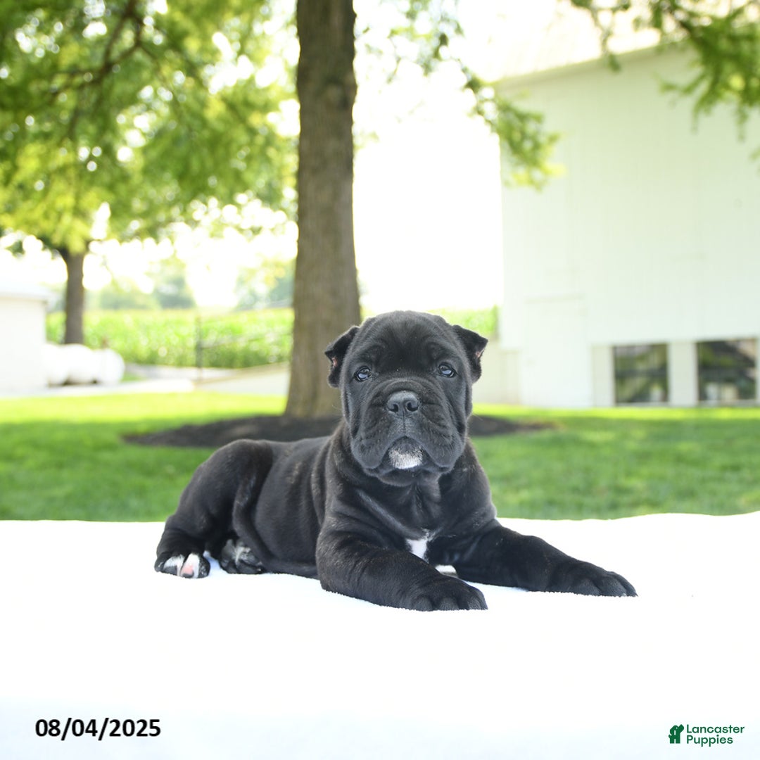 Cane Corso dogs for sale: Cane Corso 4 puppies - Image 5