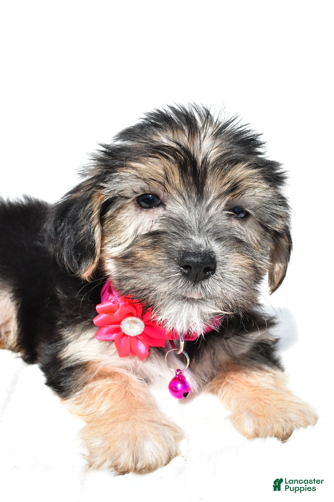 Morkie dogs for sale: Holly - Image 2