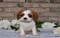 Cavalier King Charles Spaniel dogs for sale: Sparky - Image 15