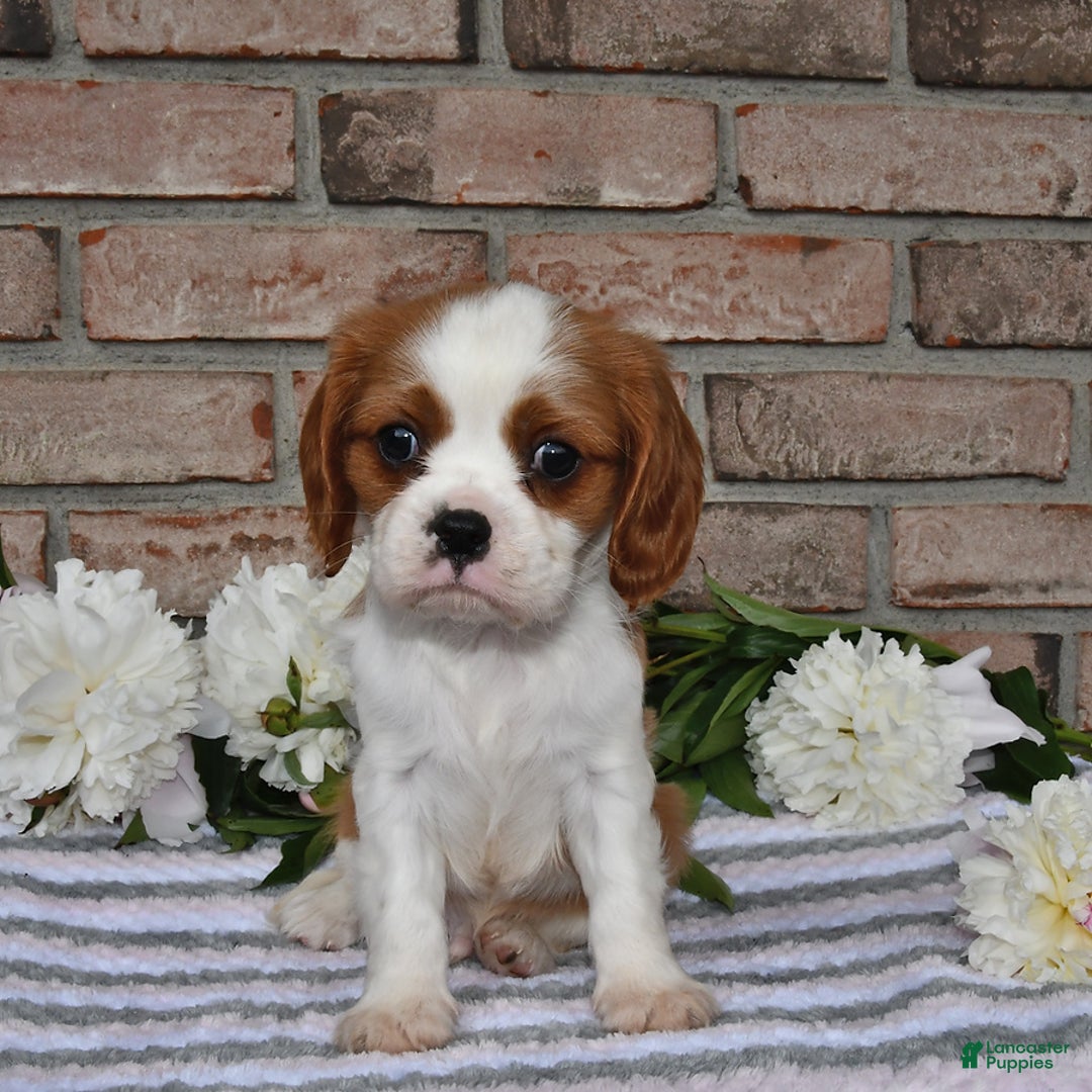 Cavalier King Charles Spaniel dogs for sale: Sparky - Image 15