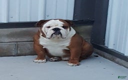 Beabull dogs for sale: Duke - Image 7