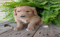 Goldendoodle dogs for sale: Bella - Image 6