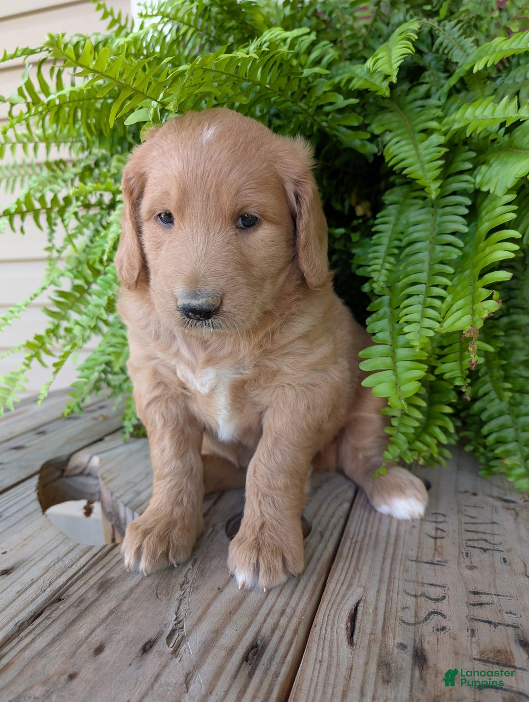 Goldendoodle dogs for sale: Bella - Image 6