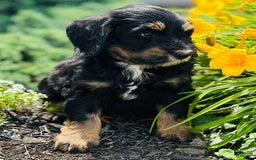 Bernedoodle dogs for sale: Charlie - Image 5