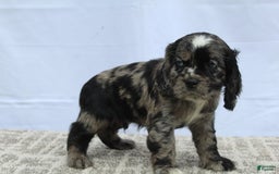 Cocker Spaniel dogs for sale: Reggie - Image 1