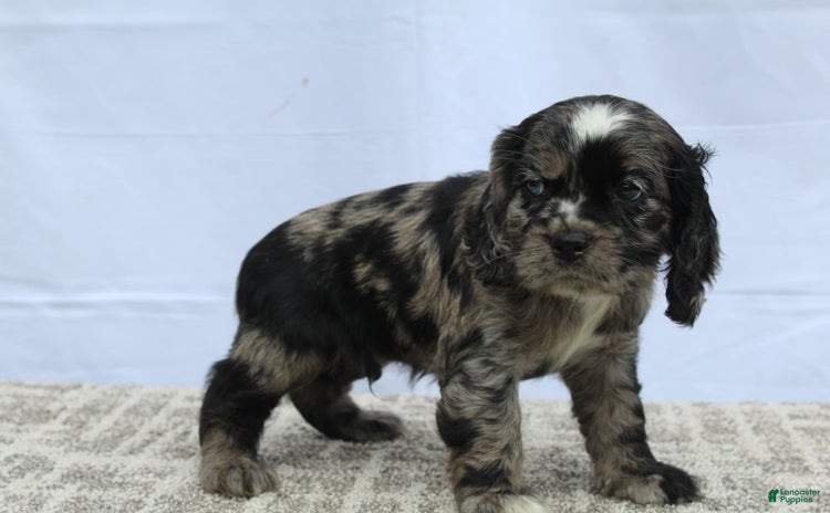 Cocker Spaniel dogs for sale - Ad 4