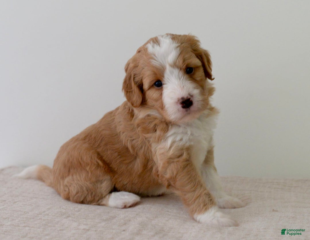 Bernedoodle dogs for sale: Marshmallow-medium - Image 3