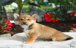 Shiba Inu dogs for sale: Hazelnut - Image 2