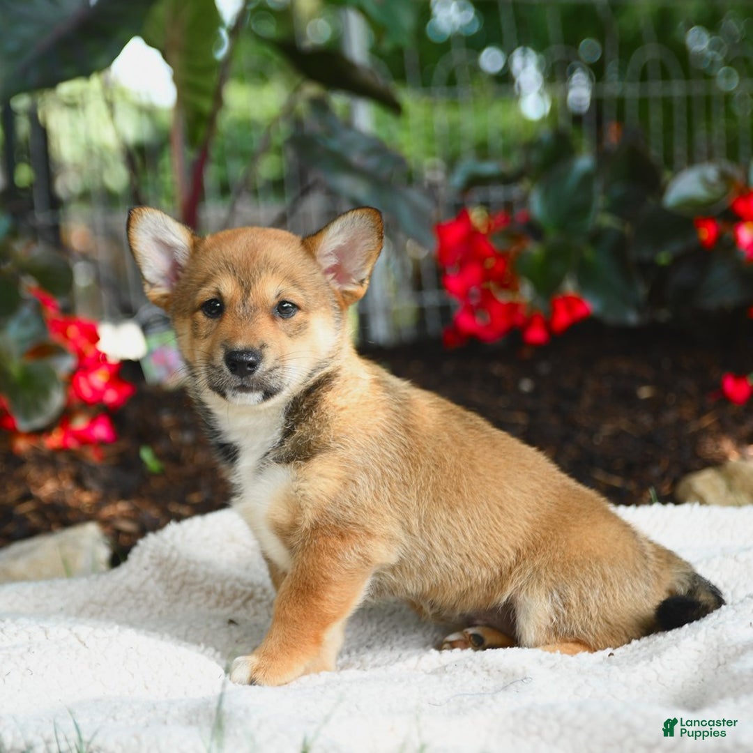 Shiba Inu dogs for sale: Hazelnut - Image 2
