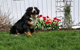 Mini Bernedoodle dogs for sale: Archer - Image 9
